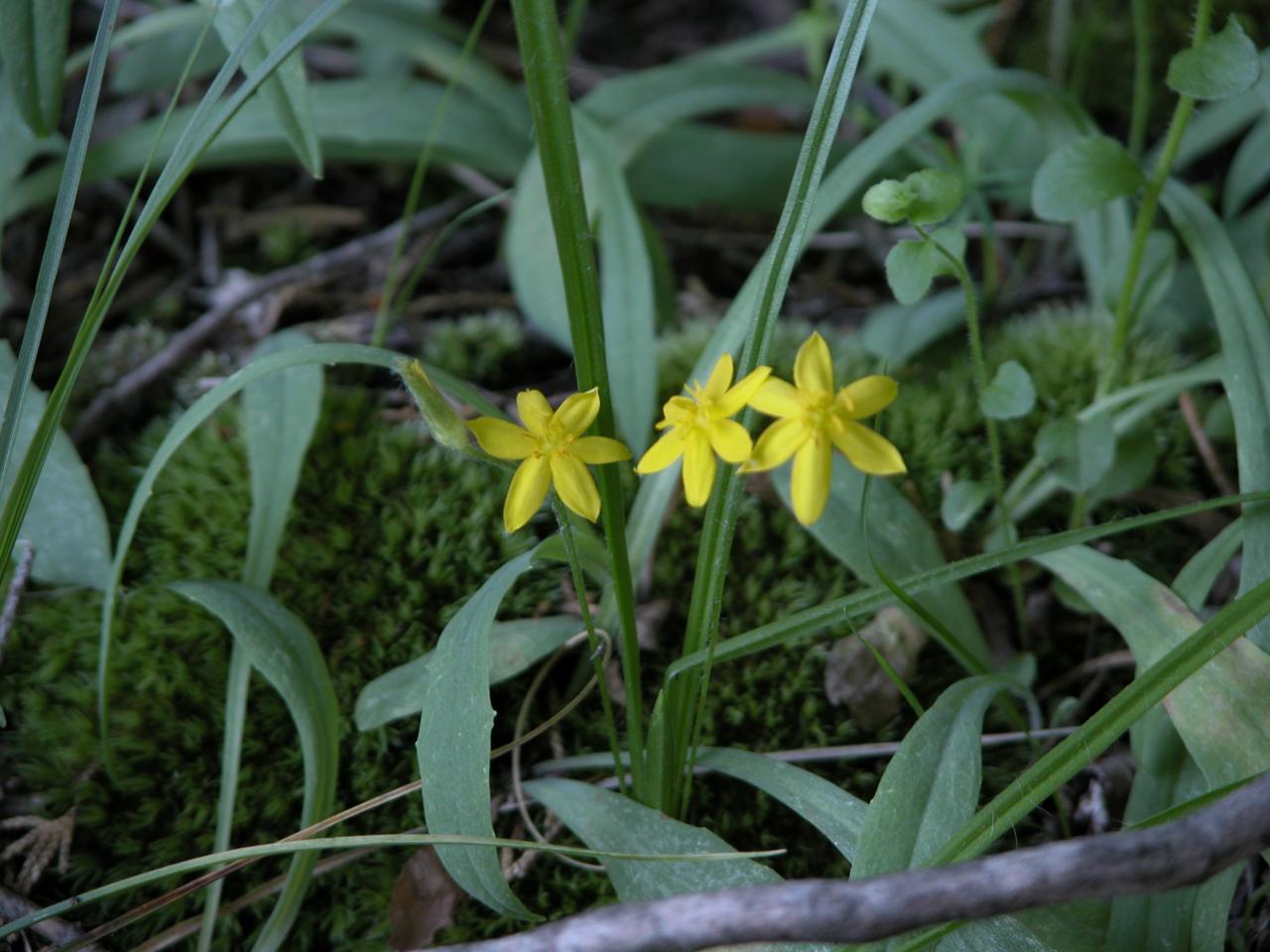 Yellow stargrass 