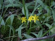 Hypoxis hirsuta