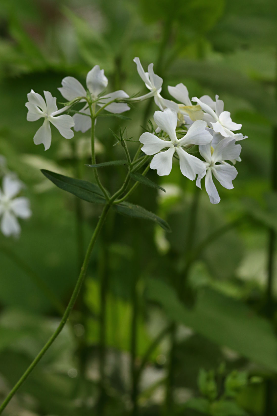 Forest Phlox