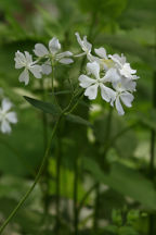 Phlox divaricata