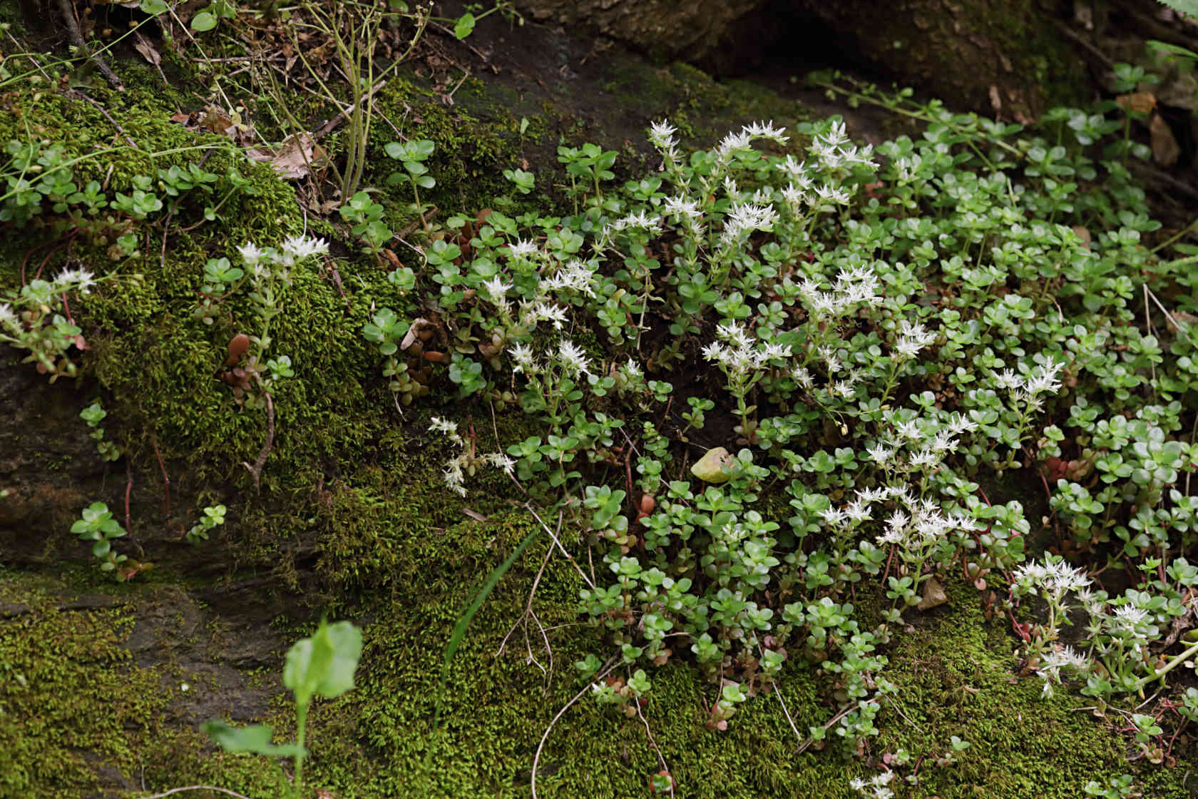 Wild Stonecrop