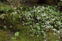 Sedum ternatum