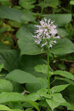 Valeriana pauciflora