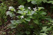 Viola striata