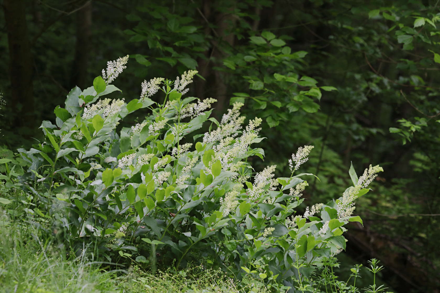 False Solomon's Seal