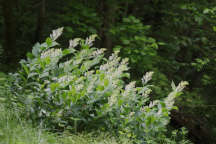 Maianthemum racemosum