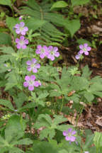 Geranium maculatum