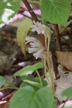 Orobanche uniflora