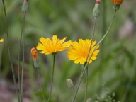 Krigia biflora