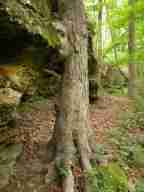 Tree growing into a cliff