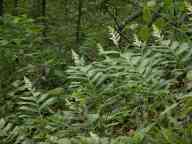 Maianthemum racemosum