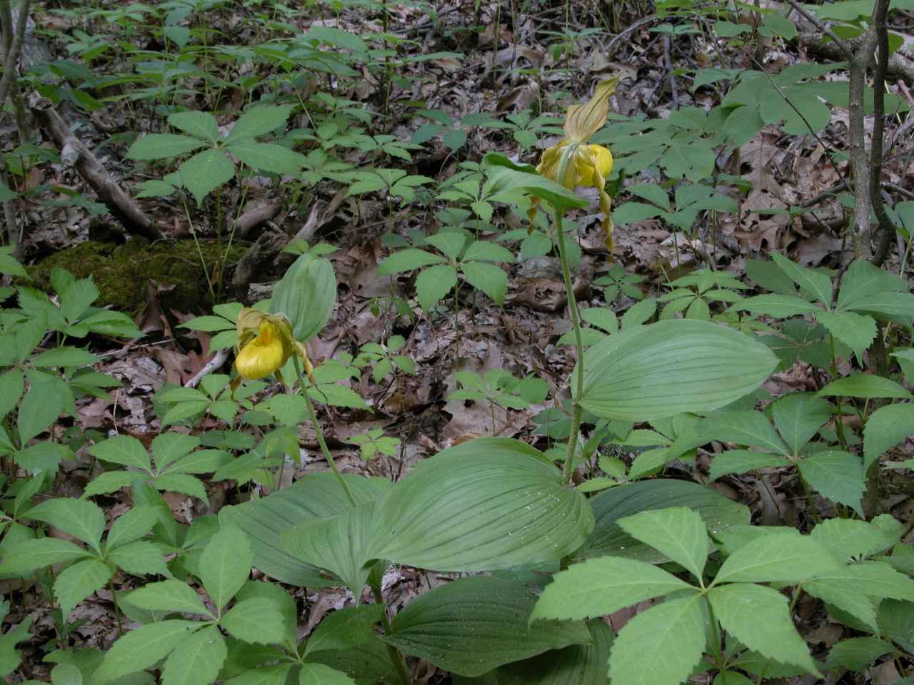 Yellow lady's slipper