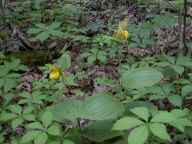 Cypripedium parviflorum var. pubescens