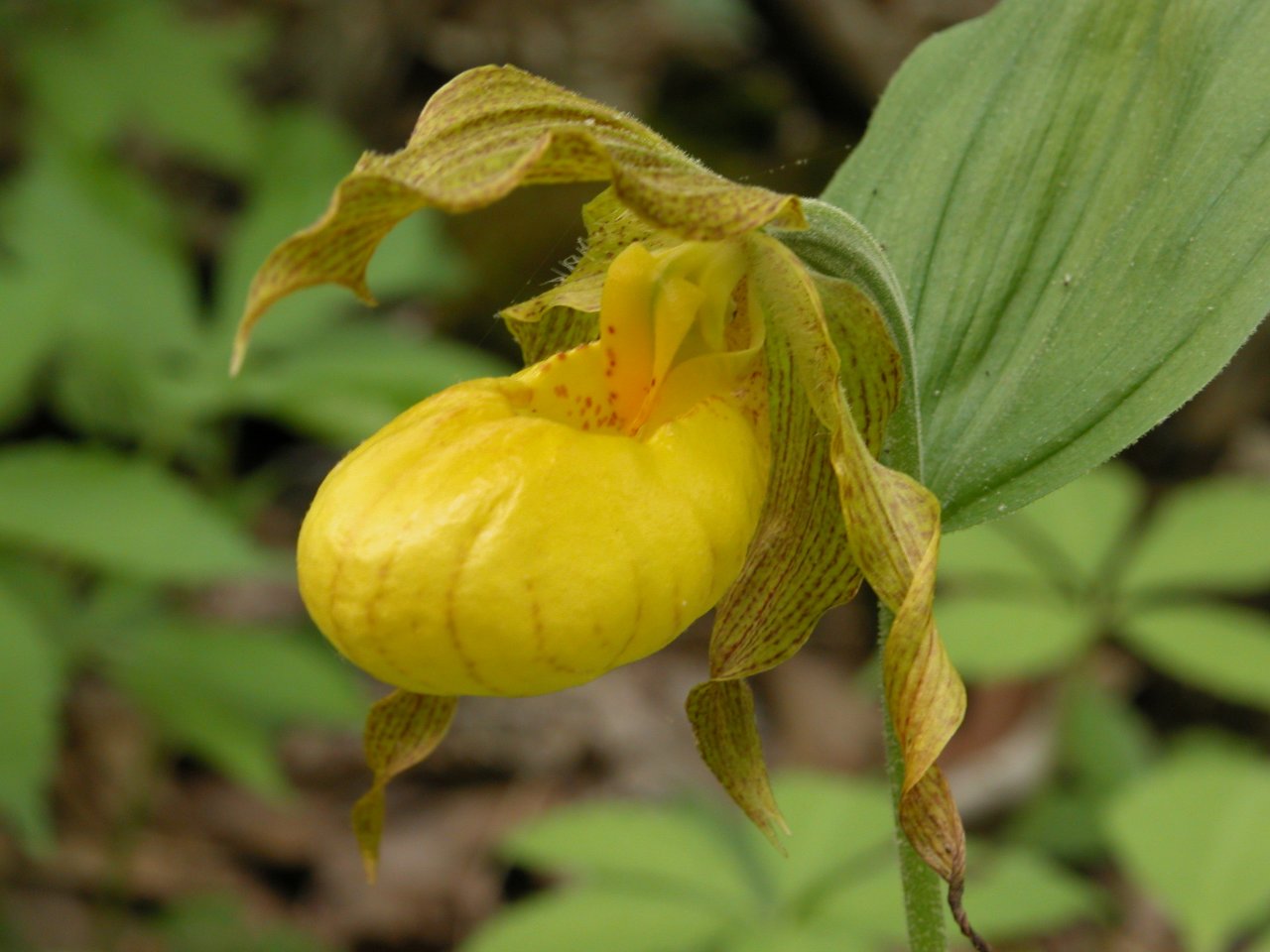 Yellow lady's slipper