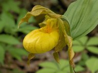 Cypripedium parviflorum var. pubescens