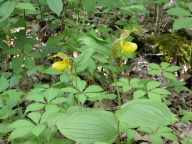 Cypripedium parviflorum var. pubescens