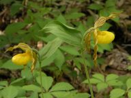 Cypripedium parviflorum var. pubescens