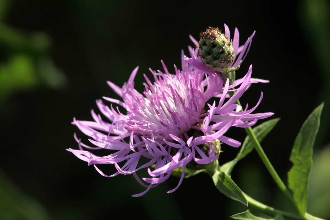 Black Knapweed