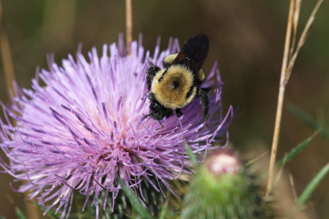 Bumblebee on Field Thistle