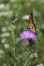 Monarch Butterfly on Field Thistle