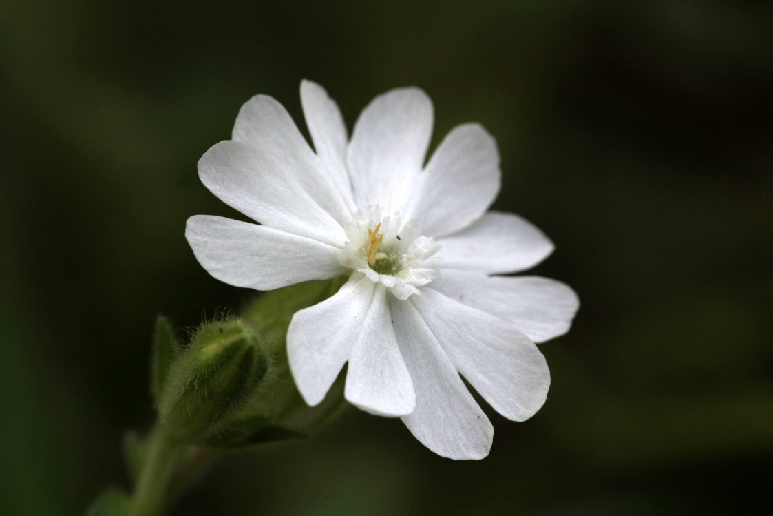 White Campion