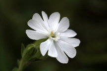 Silene latifolia