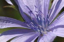 Chicory