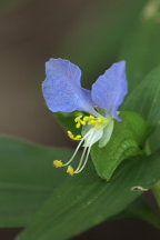 Commelina communis