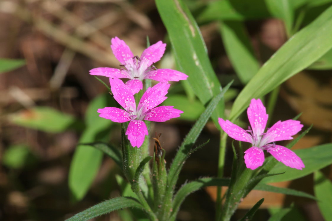 Deptford Pink