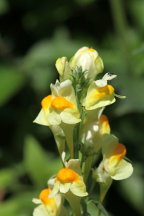 Linaria vulgaris