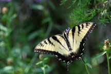 Eastern Tiger Swallowtail