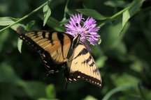 Eastern Tiger Swallowtail on Black Knapweed