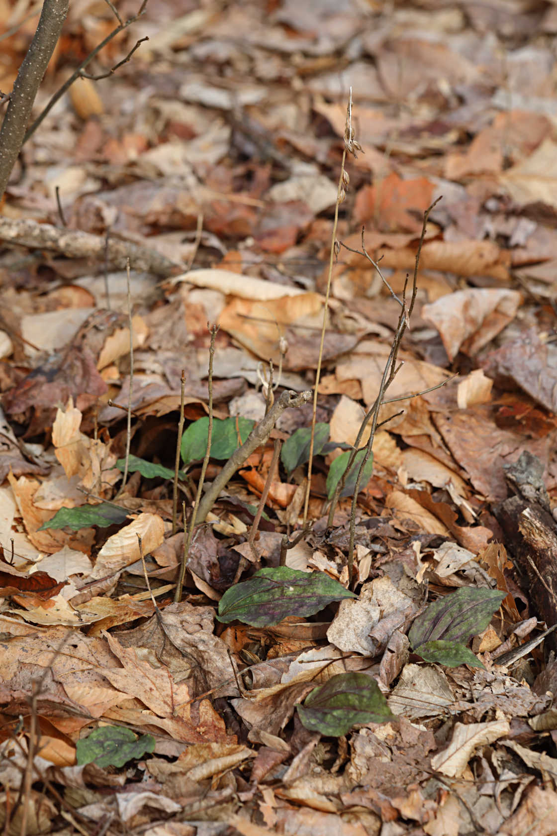 Cranefly Orchid