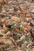 Tipularia discolor