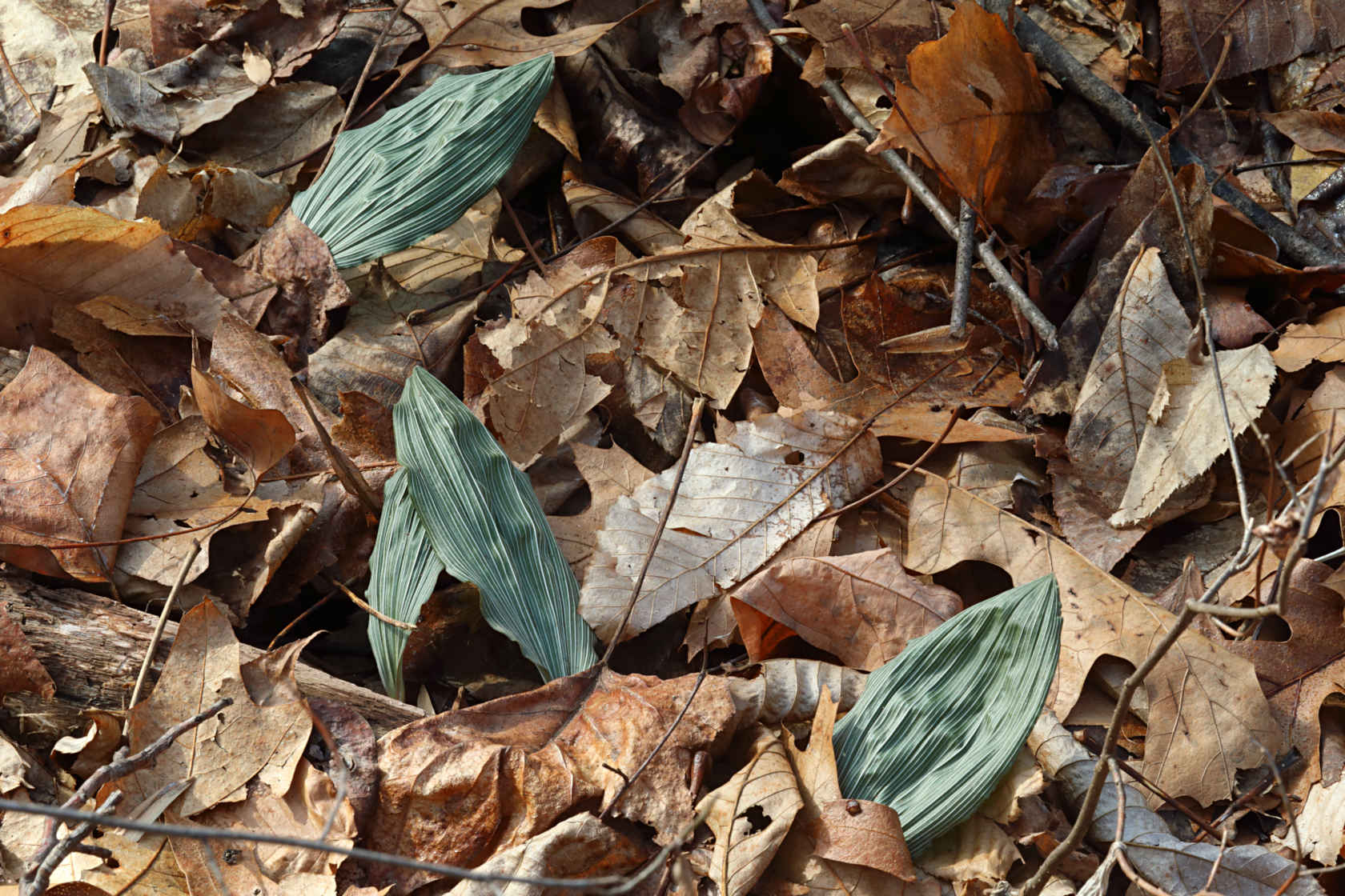 Puttyroot