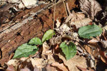 Tipularia discolor