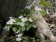 Thalictrum thalictroides