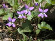 Common Blue Violet