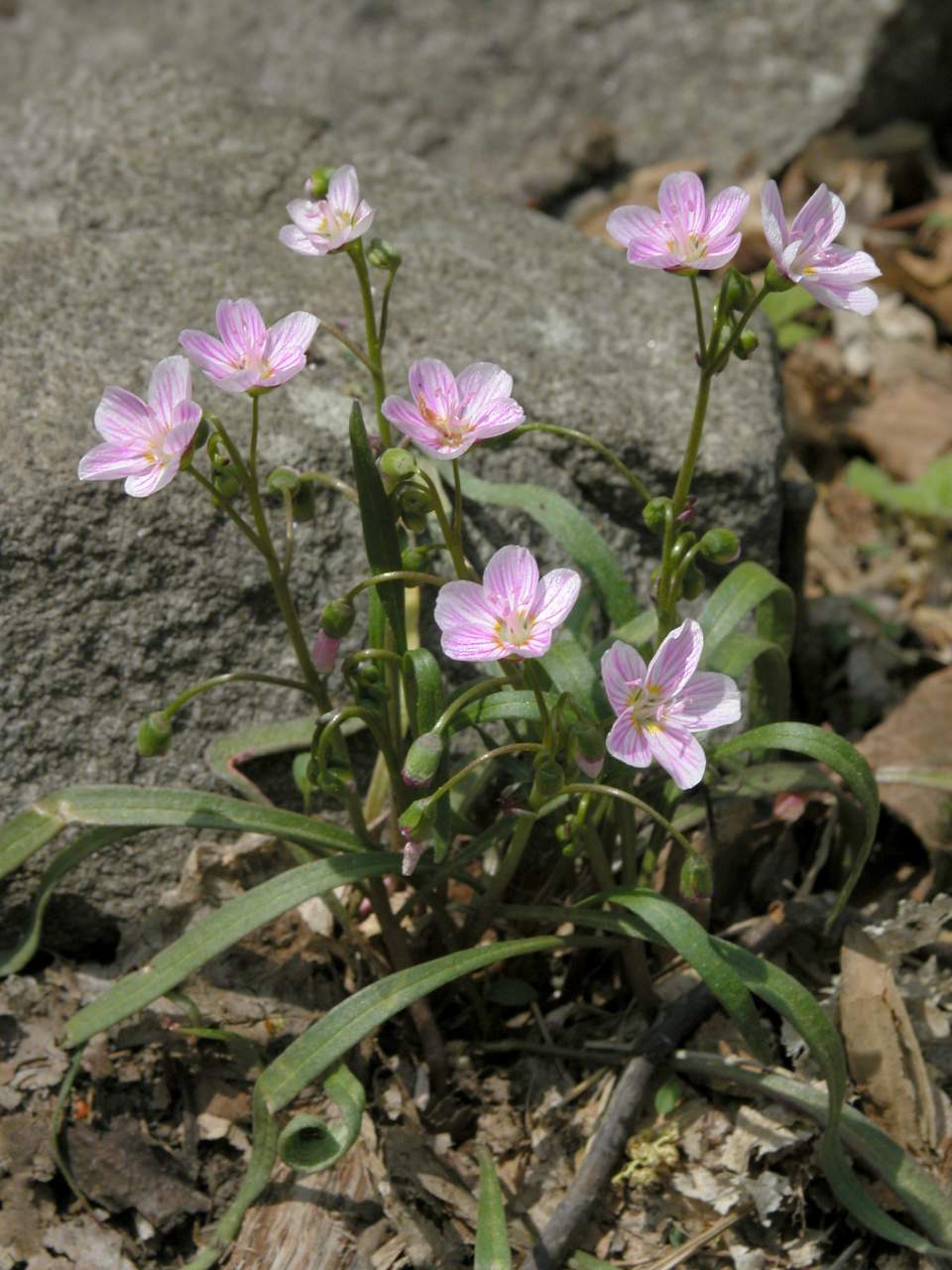 Spring Beauty