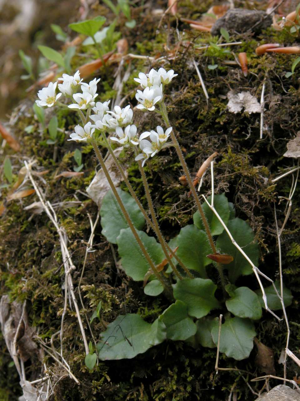 Early Saxifrage