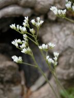 Saxifraga virginiensis