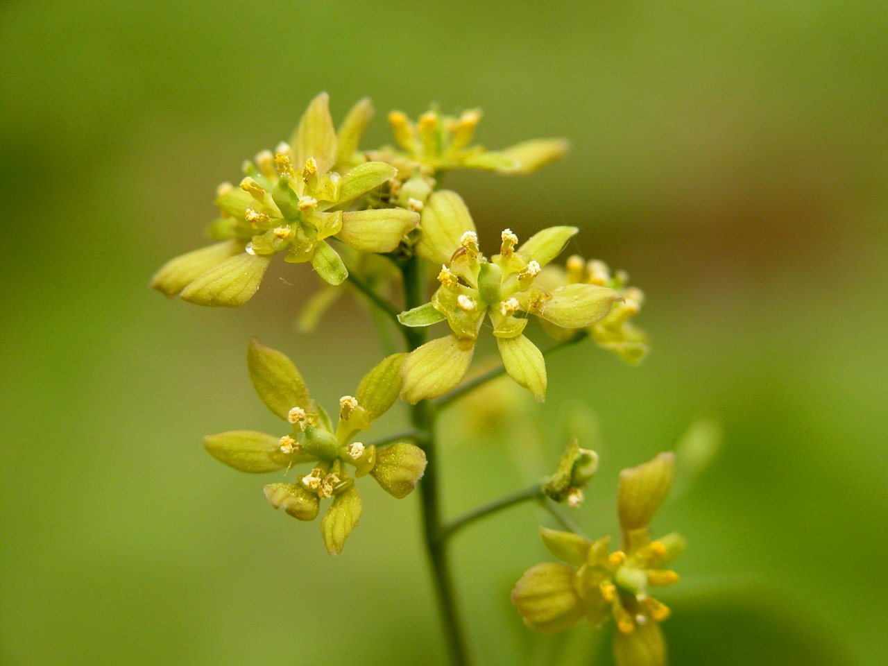 Blue Cohosh