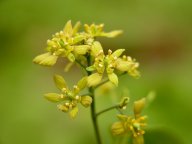 Caulophyllum thalictroides