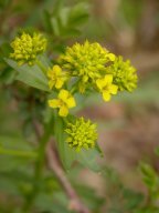 Barbarea vulgaris