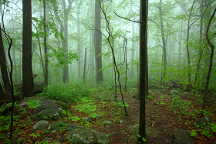 Foggy Morning Forest