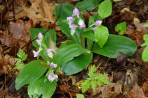 Galearis spectabilis