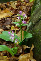 Galearis spectabilis