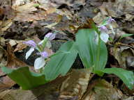 Showy Orchis