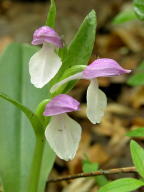 Galearis spectabilis