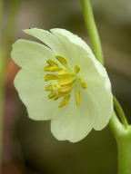 Podophyllum peltatum